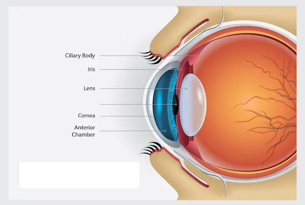 RETINA SERVICES